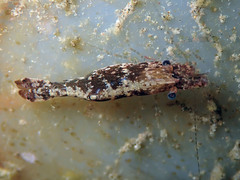 Leander tenuicornis