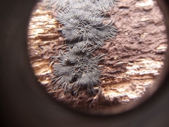 Glonium stellatum