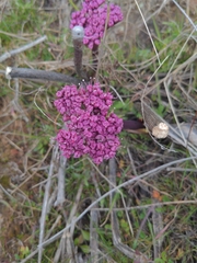 Lomatium columbianum
