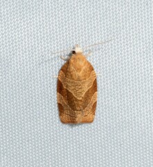 Pandemis cinnamomeana