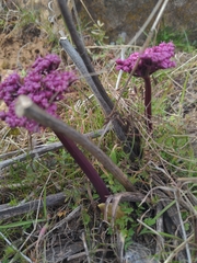 Lomatium columbianum