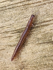 Cleidogona