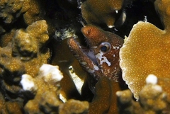 Gymnothorax zonipectis