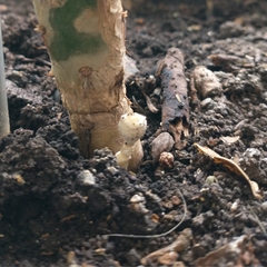 Fungi