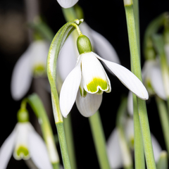 Galanthus nivalis