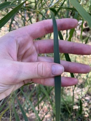 Acacia longissima