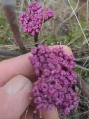 Lomatium columbianum
