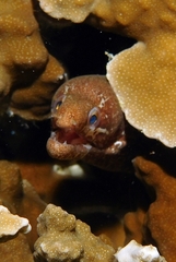 Gymnothorax zonipectis