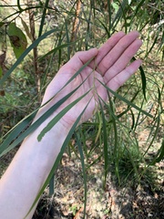Acacia longissima