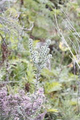 Xiphotheca fruticosa