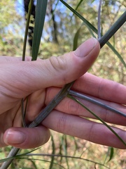 Acacia longissima