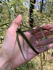 Acacia longissima
