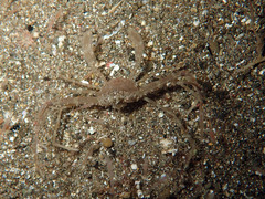 Lupocyclus philippinensis