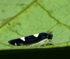 Microgoniella