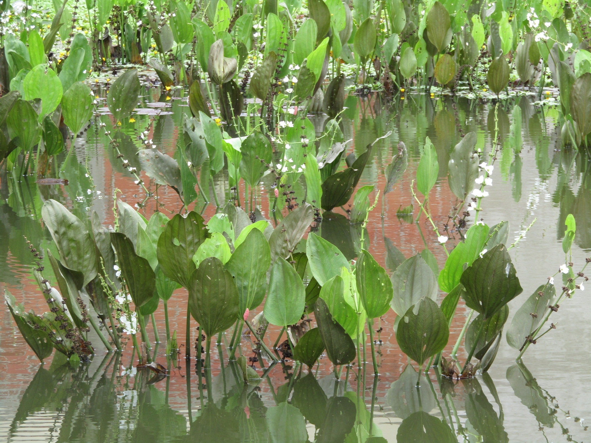 Aquarius pubescens