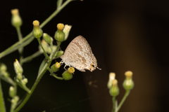 Catopyrops florinda