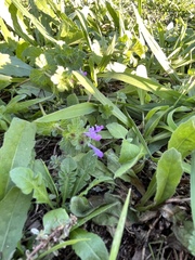 Lamium amplexicaule