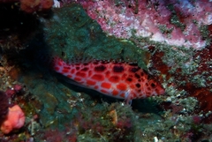 Cirrhitichthys oxycephalus