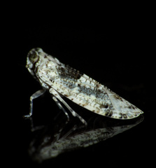 Catonia