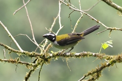 Saltator atripennis