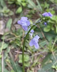 Nuttallanthus texanus