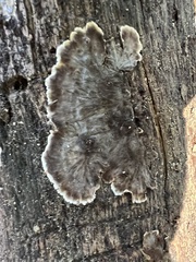 Peniophora albobadia