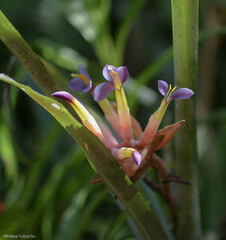 Billbergia euphemiae