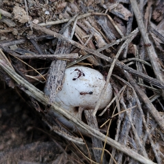 Monomorium salomonis