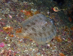 Zeugopterus punctatus