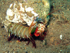 Odontodactylus scyllarus