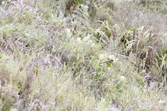 Protea speciosa