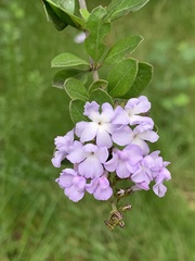 Duranta triacantha