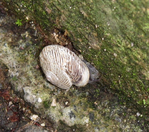 Wall Helicella