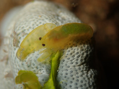 Periclimenaeus storchi