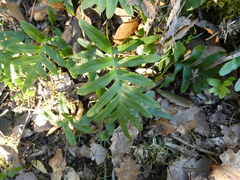 Polypodium cambricum