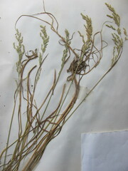 Poa trivialis