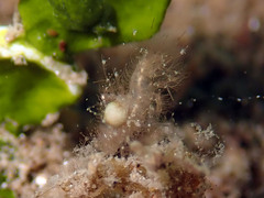 Phycocaris simulans