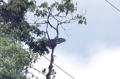 Morphnarchus princeps