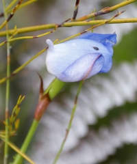 Disa graminifolia