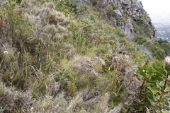 Pseudopentameris macrantha