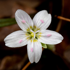 Claytonia virginica
