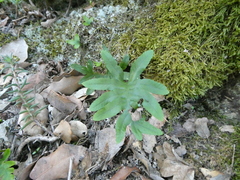 Polypodium cambricum