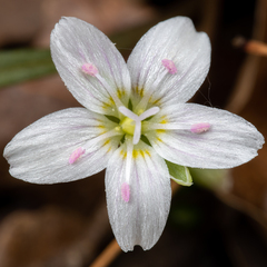Claytonia virginica