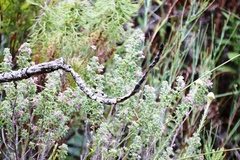 Indigofera candolleana