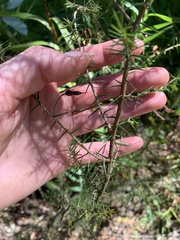 Acacia ulicifolia