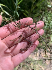 Acacia ulicifolia