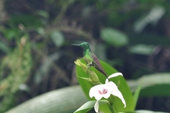 Heliodoxa imperatrix