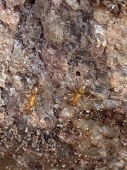Formica pallidefulva