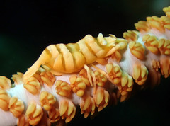 Pontonides ankeri