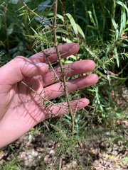 Acacia ulicifolia